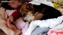 Cats And Dogs sleeping with babies compilation !!! 2015 NEW