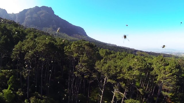 Angry Swarm of Bees attacks an invading Drone while flying!