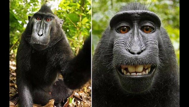 komik hayvanlar alemi selfiler 2015