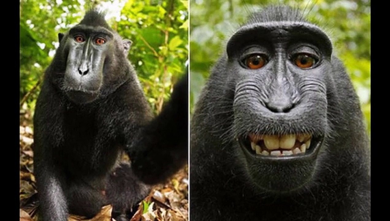 komik hayvanlar alemi selfiler 2015