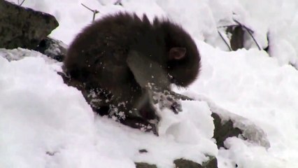 Funny Animals Baby Snow Monkeys _ Funny Videos 2015