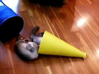 Funny Animals Ferret Trap _ Funny Videos 2015