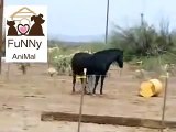Funny Animals Horse Mating _ Funny Videos 2015