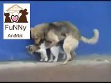 Funny Cats Mating Animals Make Love _ Funny Videos 2015