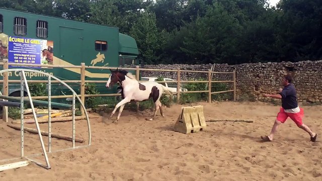 Dgin tonic sf femelle par Diamant de semilly x limbo x richebourg