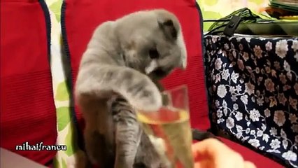 Cat Loves Champagne YUM YUM Laugh your heart