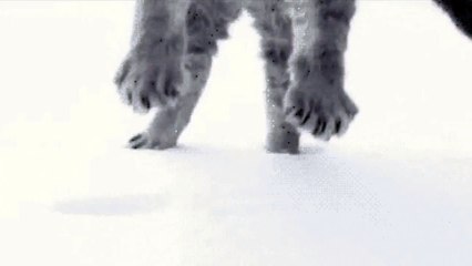 Cat lands in the snow  Laugh your heart