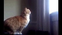 Cat jumping off table FAIL  Laugh your heart
