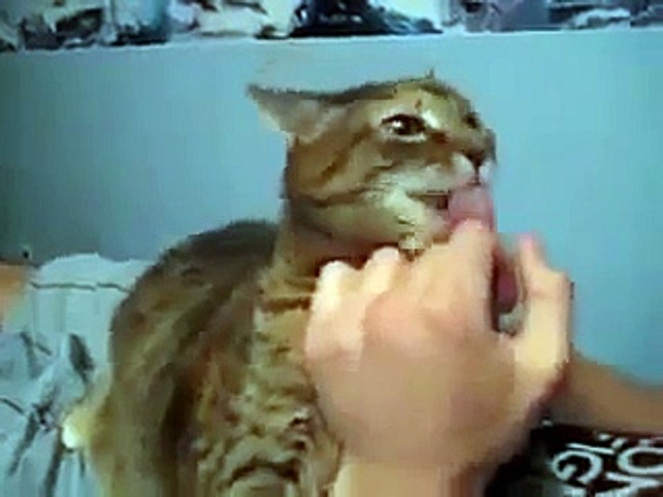 Funny Videos Cat Gurgles When Petted _ Funny Videos 2015