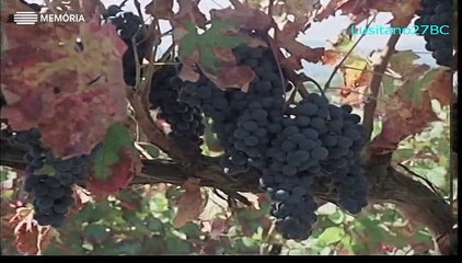 O Vinho do Porto, Ep2, Ciclo do Vinho - RTP Memória