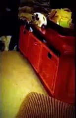 cat jump training funny Laugh your heart