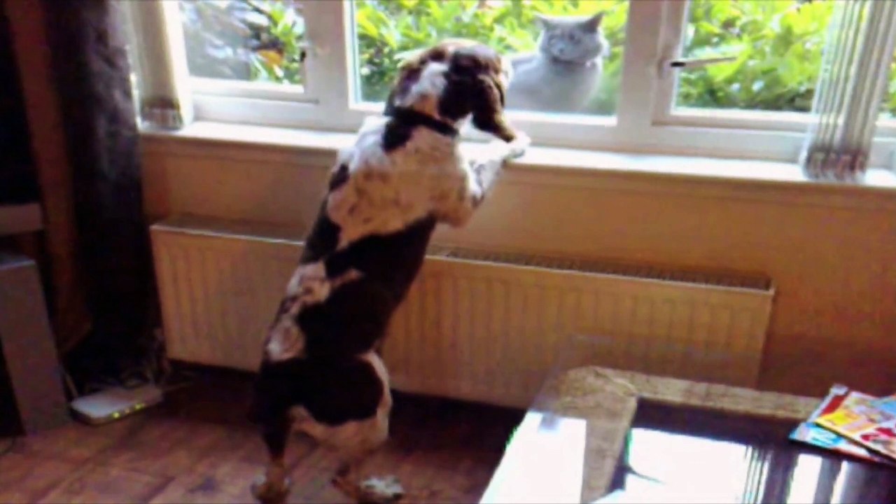 Cani e Gatti