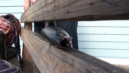 Screaming Fish!!! tậm trạng những con cá bị vớt trên bờ