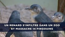 Un renard s'infiltre dans un zoo et massacre 14 pingouins en pleine nuit