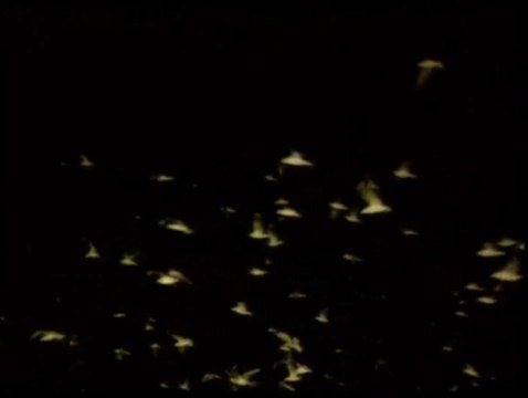 Ferdi Tayfur-Sabahcı kahvesi