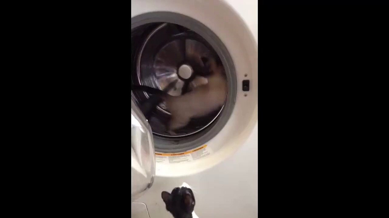 Je vous présente mon un hamster volant, pour les chats !