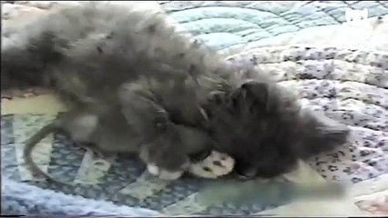 Cat And Mouse Unbelievable Friendship