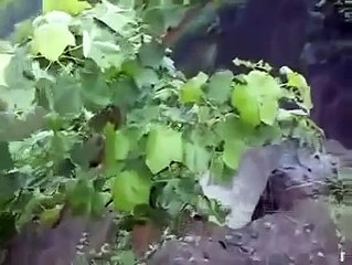 Indore India Patalpani Waterfall Accident - Family Swept Away