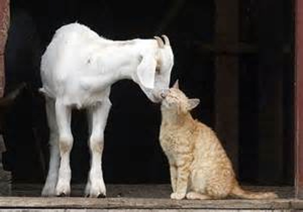 Animals True Love