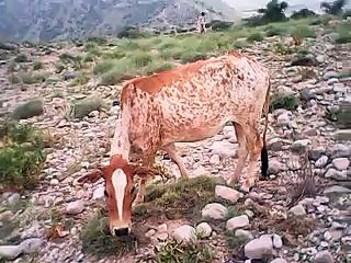 desiy video animals cow