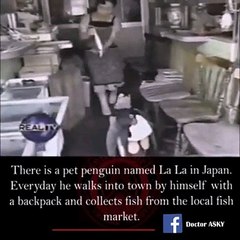 Pet penguin named La La in Japan