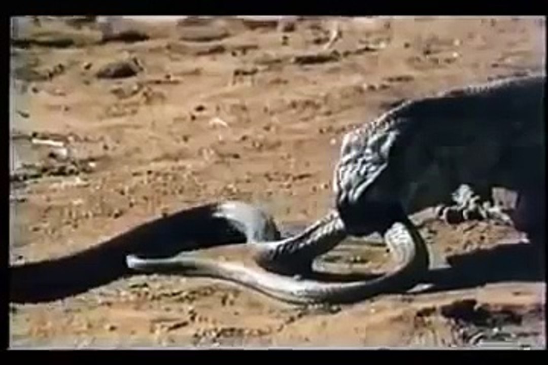KOMODO VS  COBRA