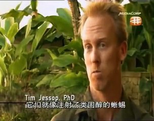 Massive Lizards - Documentary on Giant Komodo Dragons