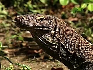Nature's Perfect Predators- Komodo Dragon