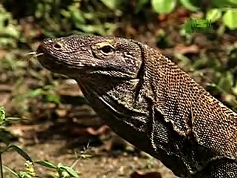 Nature's Perfect Predators- Komodo Dragon
