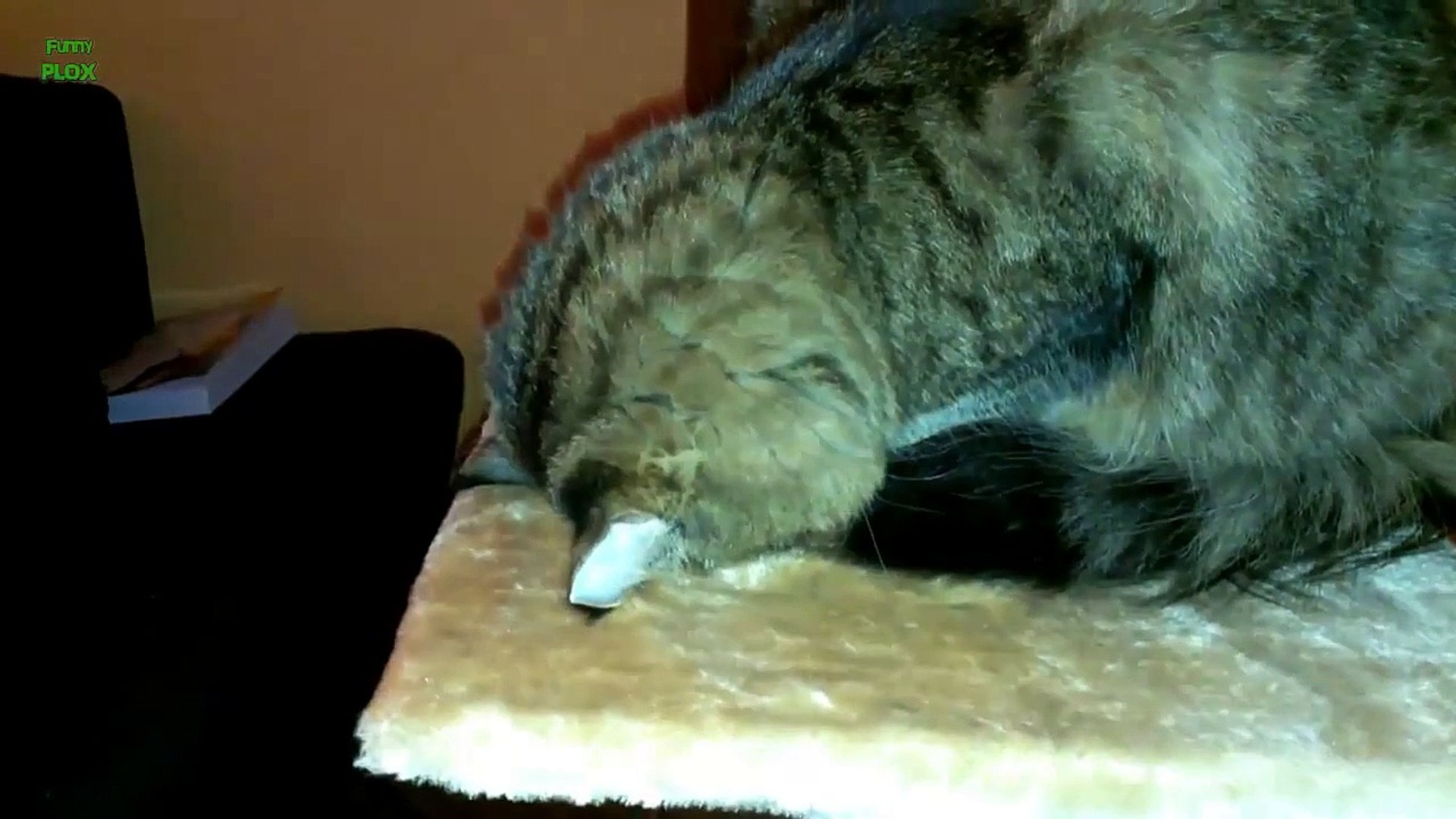 funny cats sleeping in weird positions compilation 2014 funnyplox