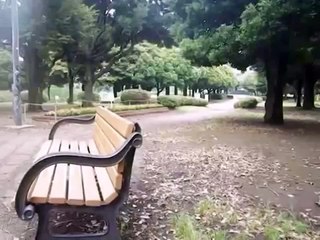 Кот грустит в парке на лавочке