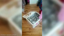 Woman buys £180 table on eBay but is delivered 40 live TROPICAL FISH instead