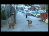 Tangram,  Amarta Braçe - Shiperia me e mire kur kafshet kane nje strehe