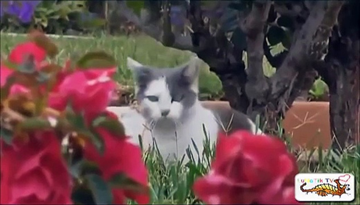 【最新】2015年動物ハプニング動画集【見なきゃ損】New funny cats Vines Compilation