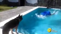 كلب يحاول انقاذ صديقة من الغرق