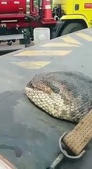 7 metre Big anaconda snake found in india