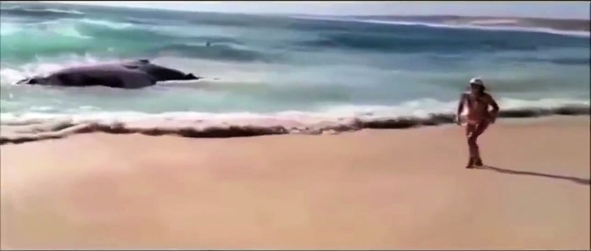 Amazing Shark Attack on Giant Whale, Hundreds of Sharks, Wild Animal Attacks