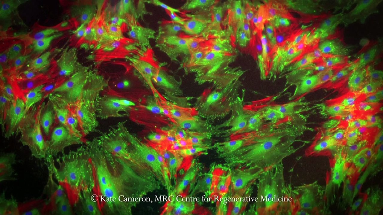 What is Science, Technology and Innovation Studies?