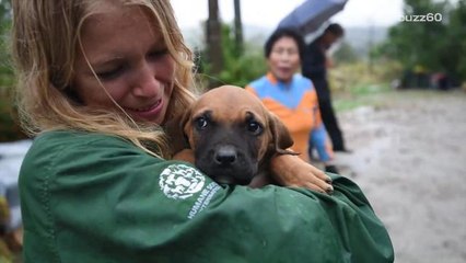 Watch animal rights activists destroy this dog meat farm