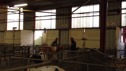 Au marché aux veaux, on négocie ferme