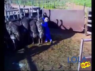 Don't Mess With The Ostrich!