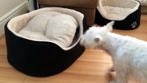 West Highland Terriers engage in hilarious game of peek-a-boo