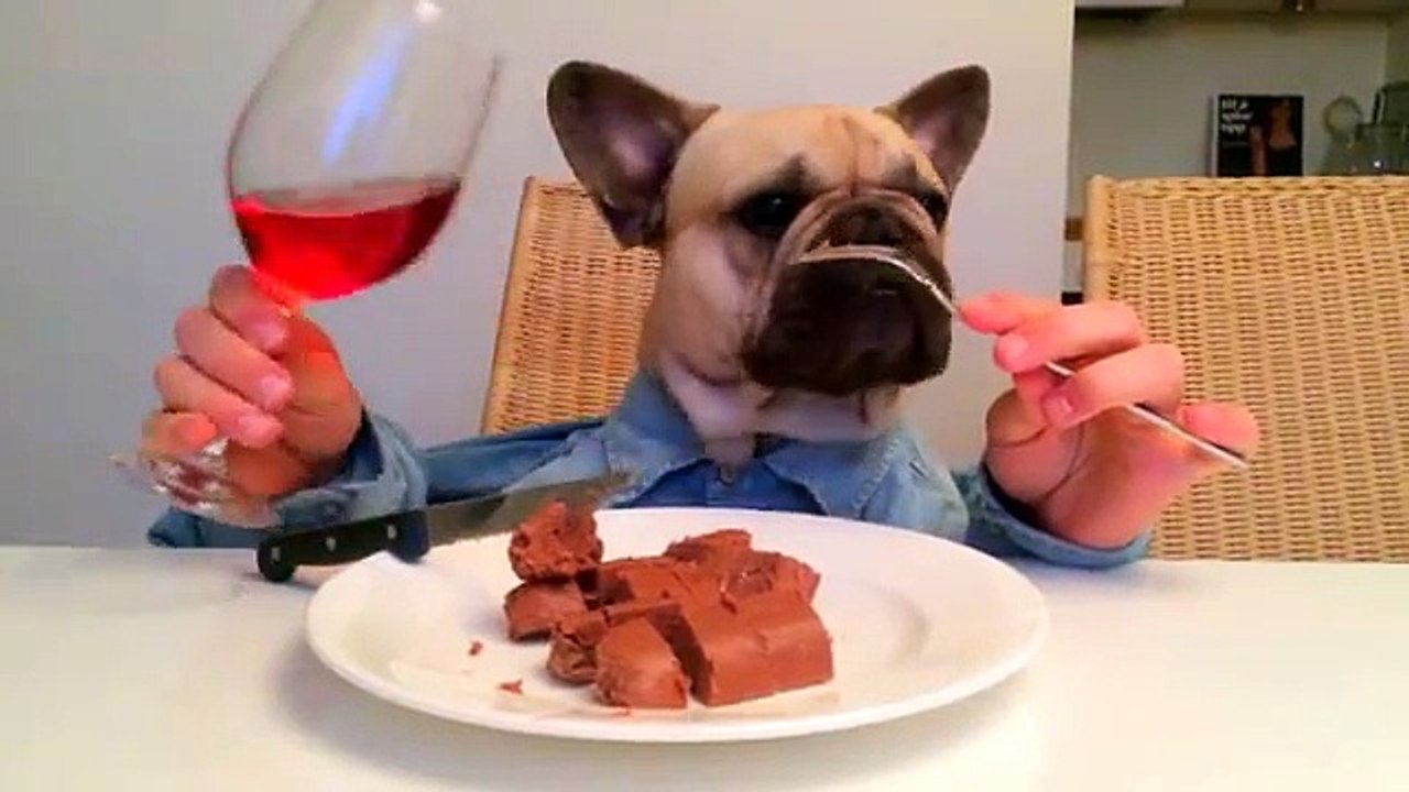 Wining and dining dog