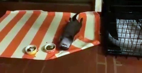 Выдра очень забавно кушает