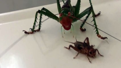 Гигантский Кузнечик напал на Сверчка и сожрал его