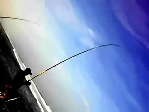 Peche en surfcasting Peche au maroc . Courbine de 5 kilo a Dakhla.