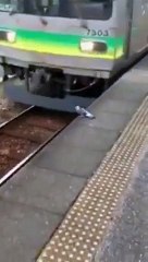 Uçmak Yerine Toplu Taşımayı Tercih Eden Kuş