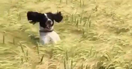 Adorable Grass Shark! 🦈