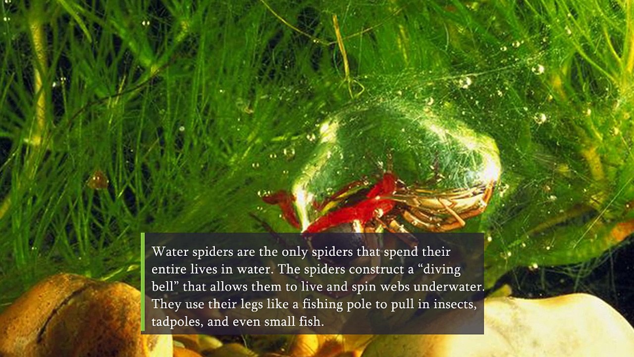 16 Spider Facts