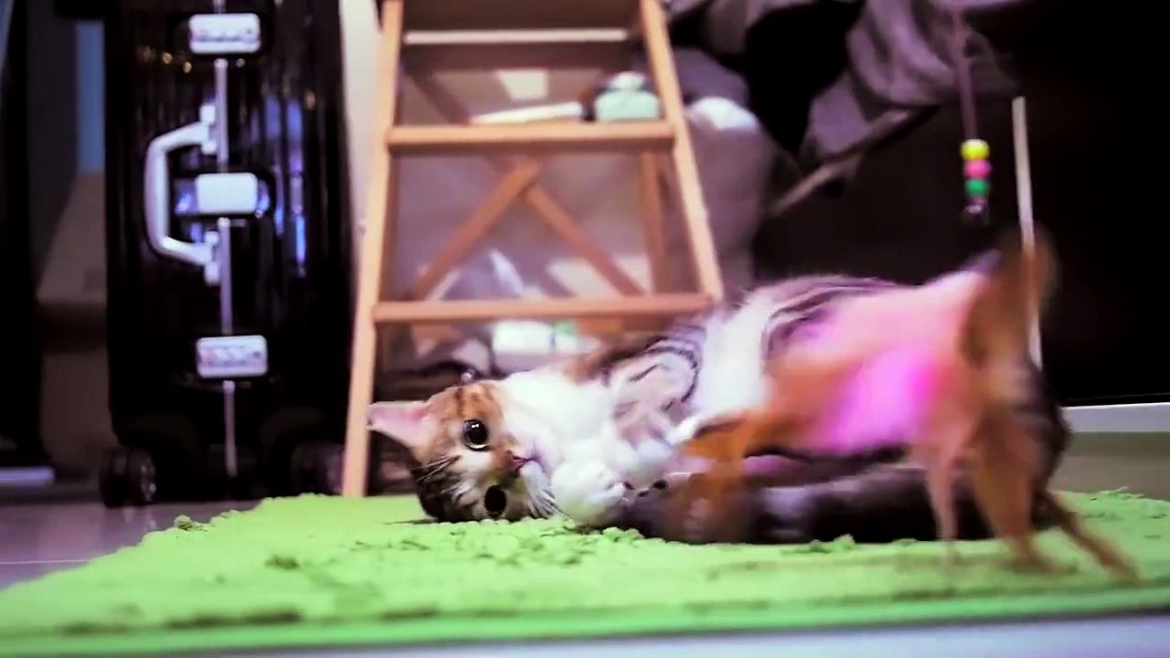 Cat Looking Cute While Playing